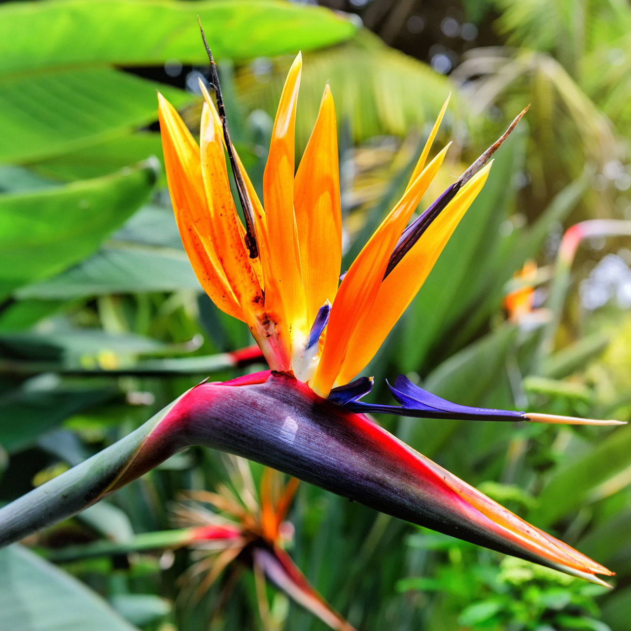 plant-world-seeds-rare-and-unusual-flower-vegetable-seeds