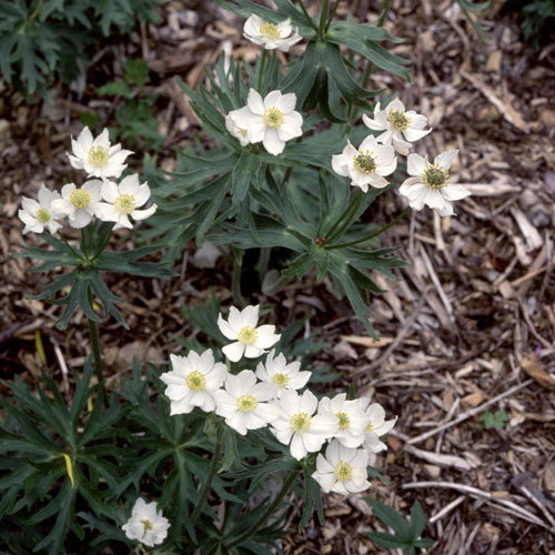 57 Anemone Narcissiflora