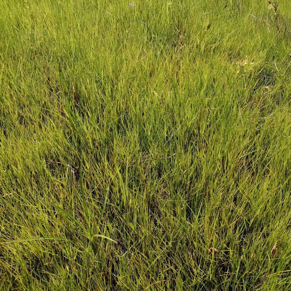 Rays Lawn Grass