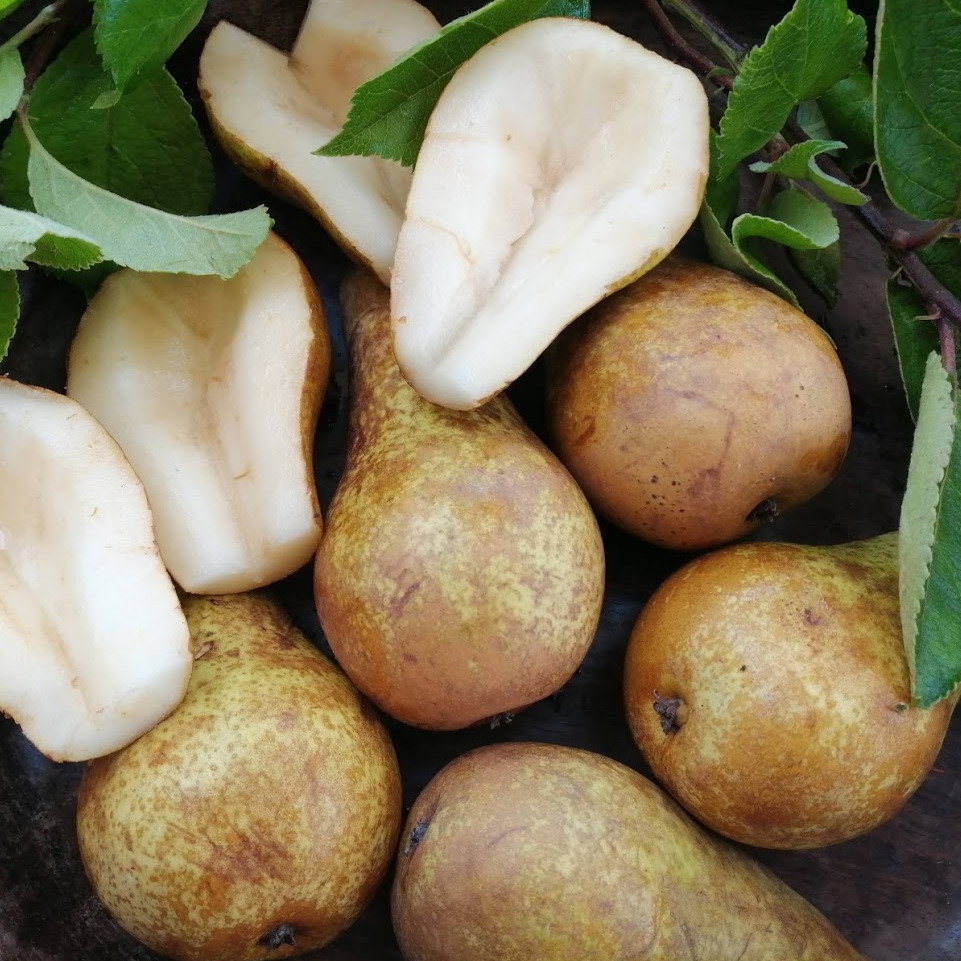 Pear