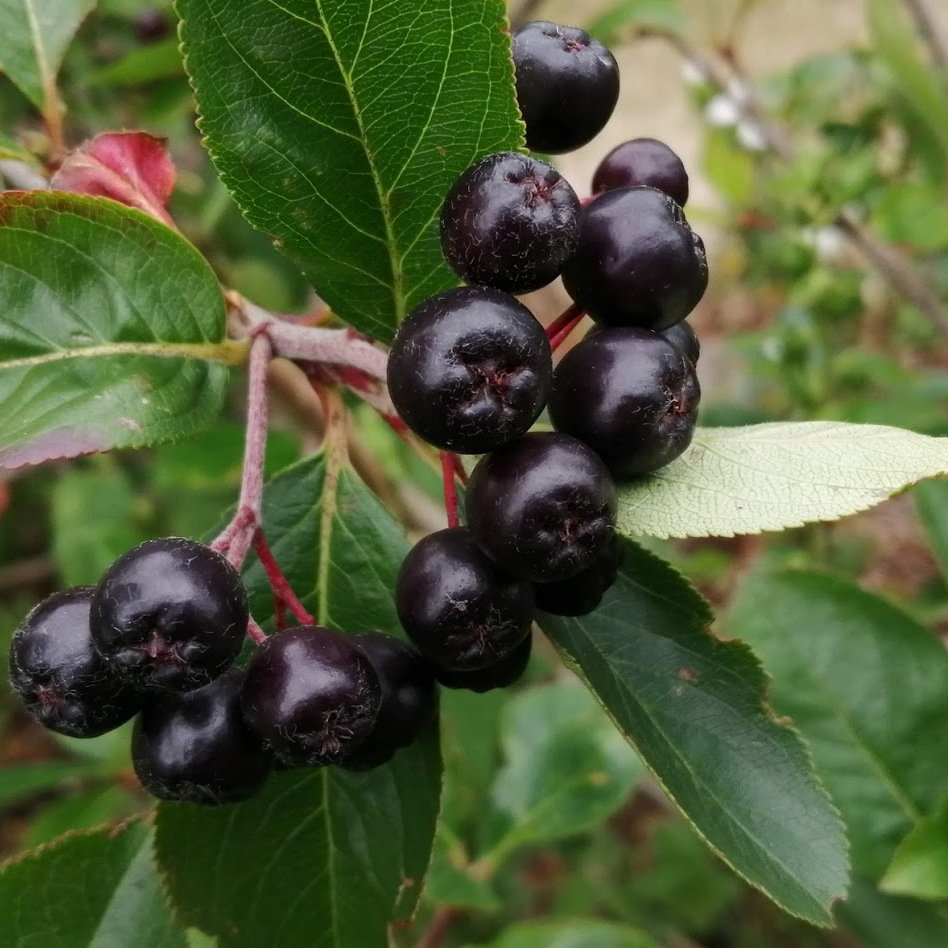 Aronia Melanocarpa