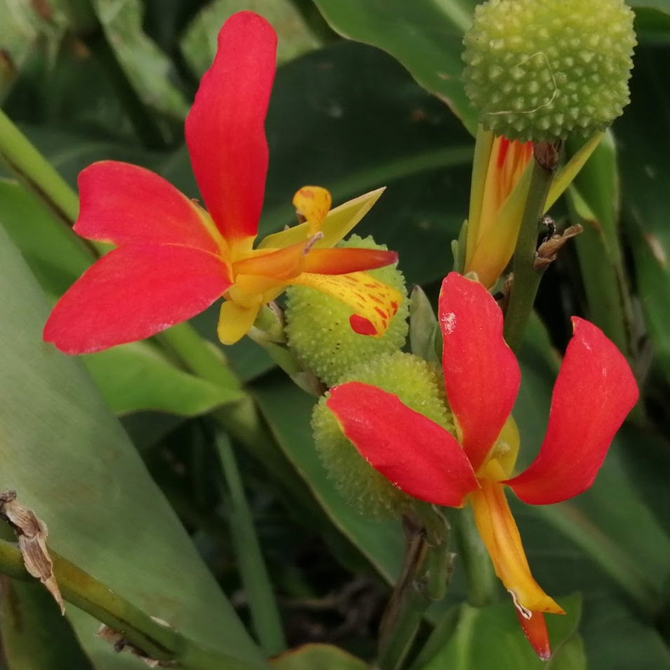 Canna Braziliensis