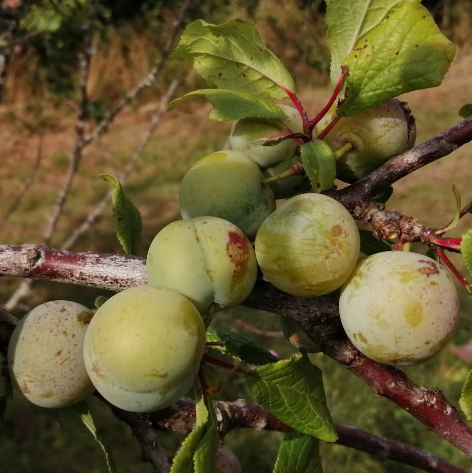 Bullace