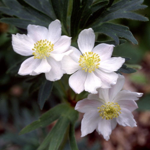 57 Anemone Narcissiflora