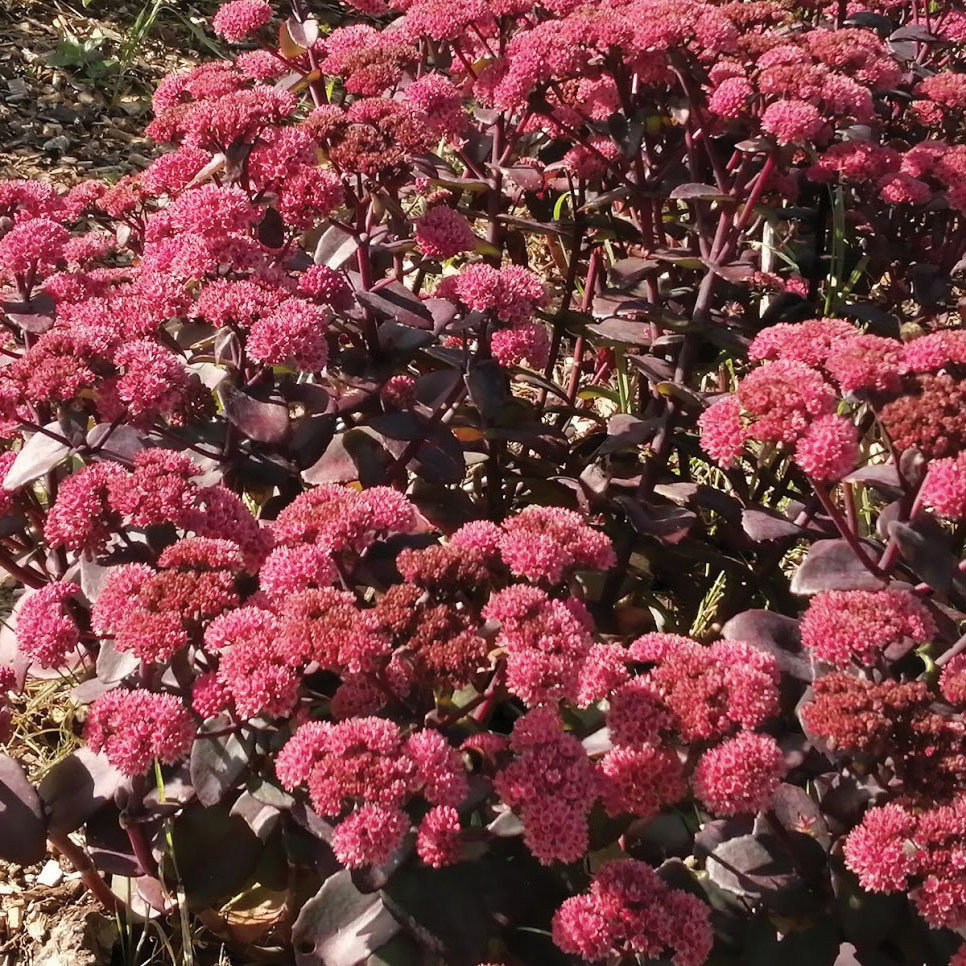 Sedum Belgian Chocolate