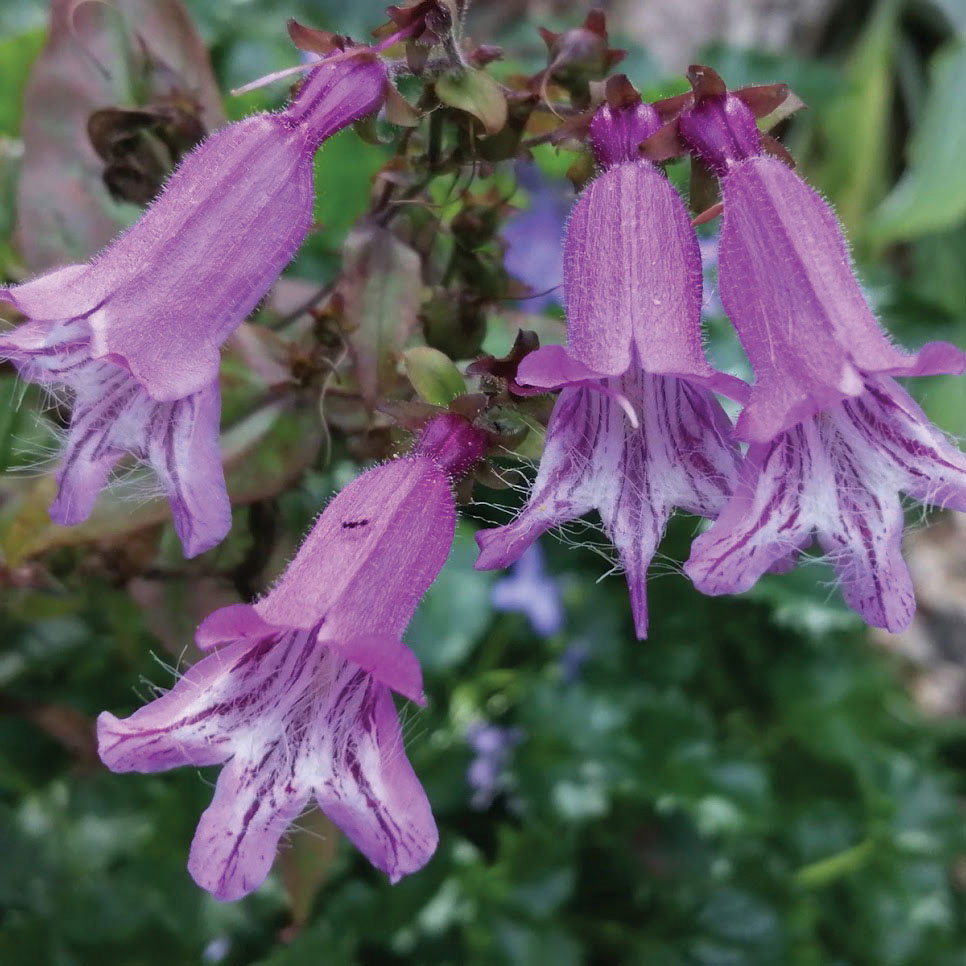 Penstemon Smallii