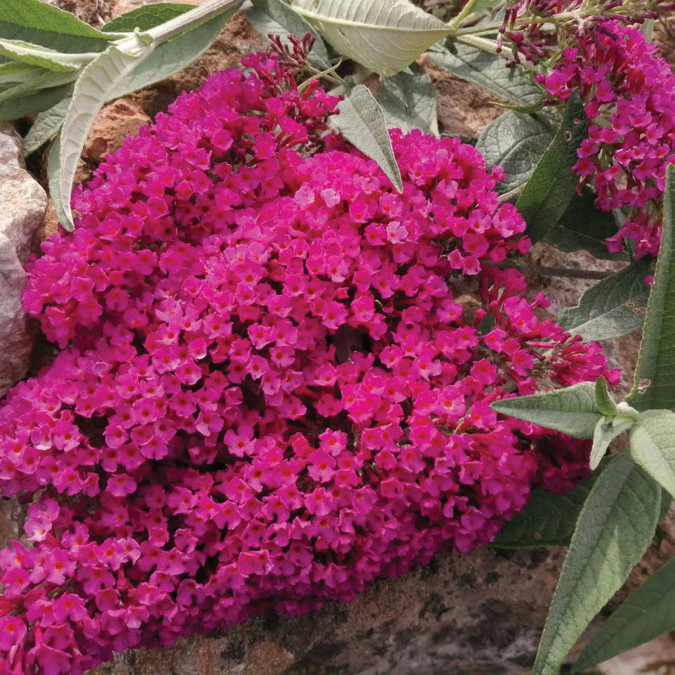 Red Buddleija