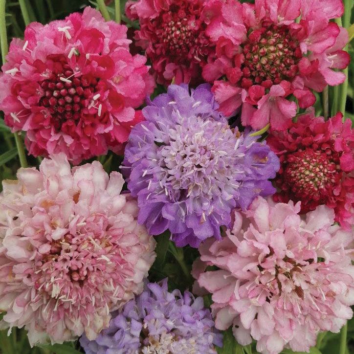 Scabiosa Atropurpurea Beaujolais Bonnets