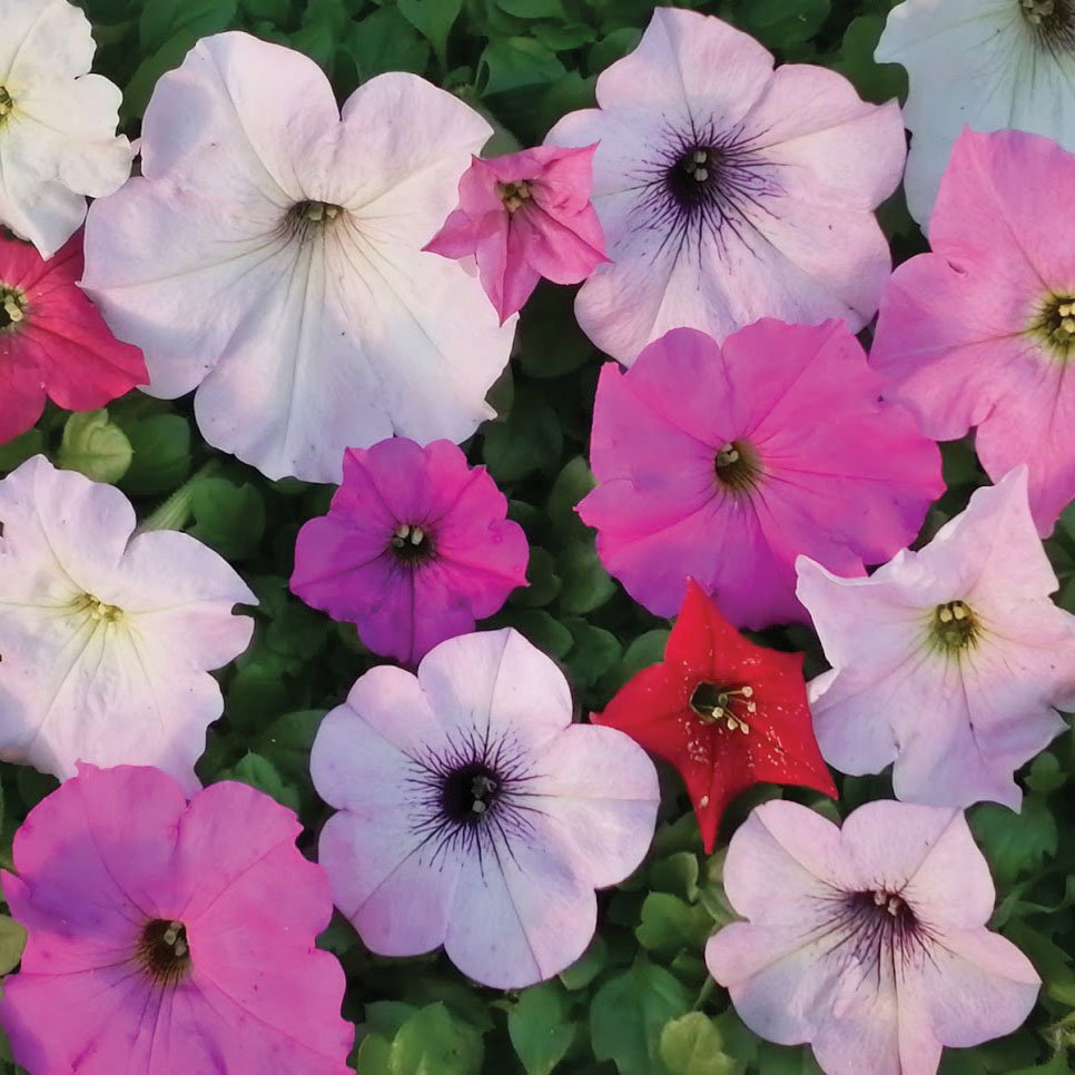 Petunia Hyb Mix