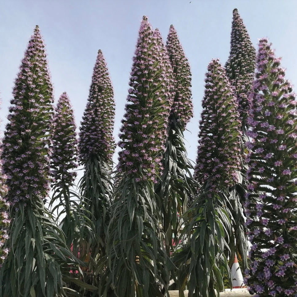 Ech Hyb Purple Spires
