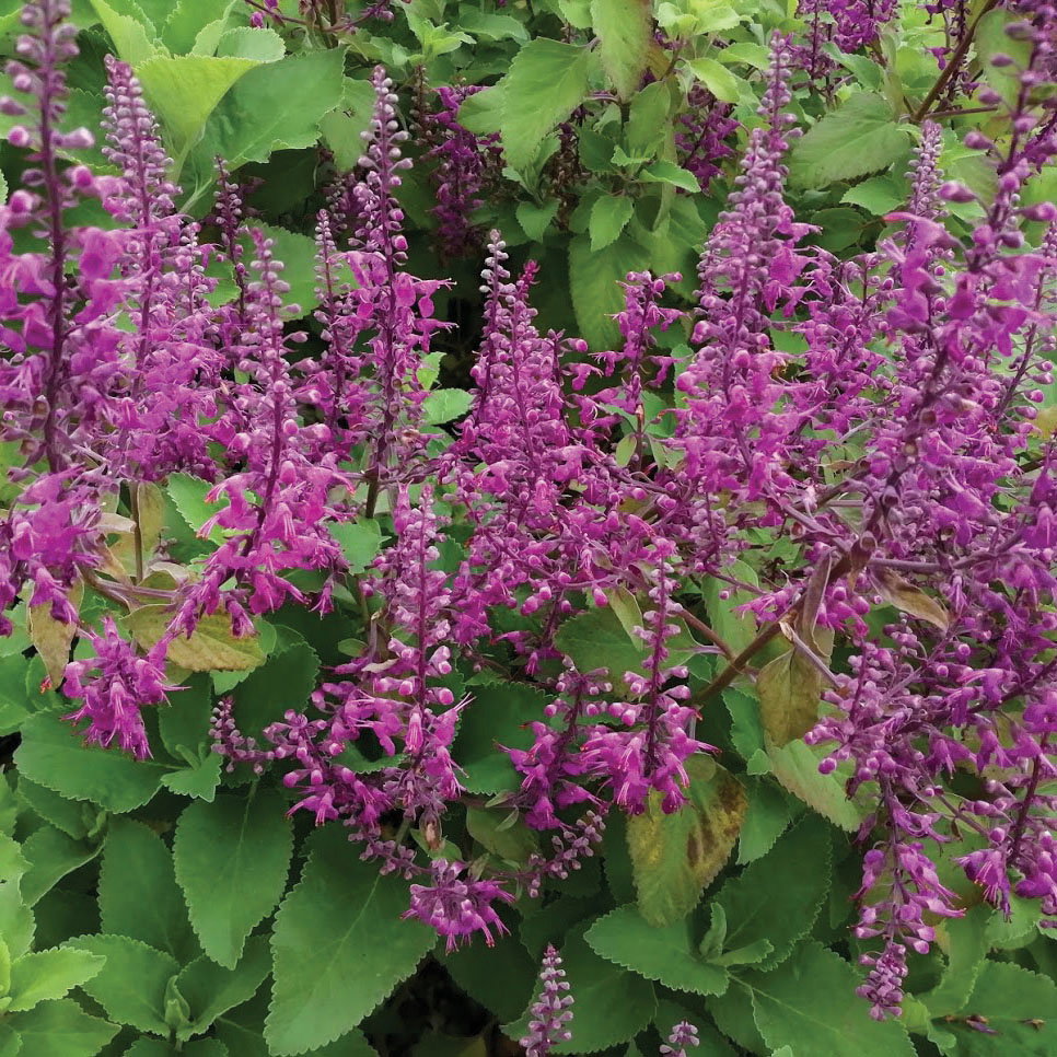 Teucrium Betonicum