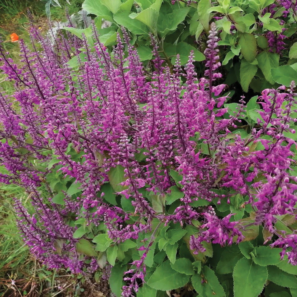 Teucrium Betonicum