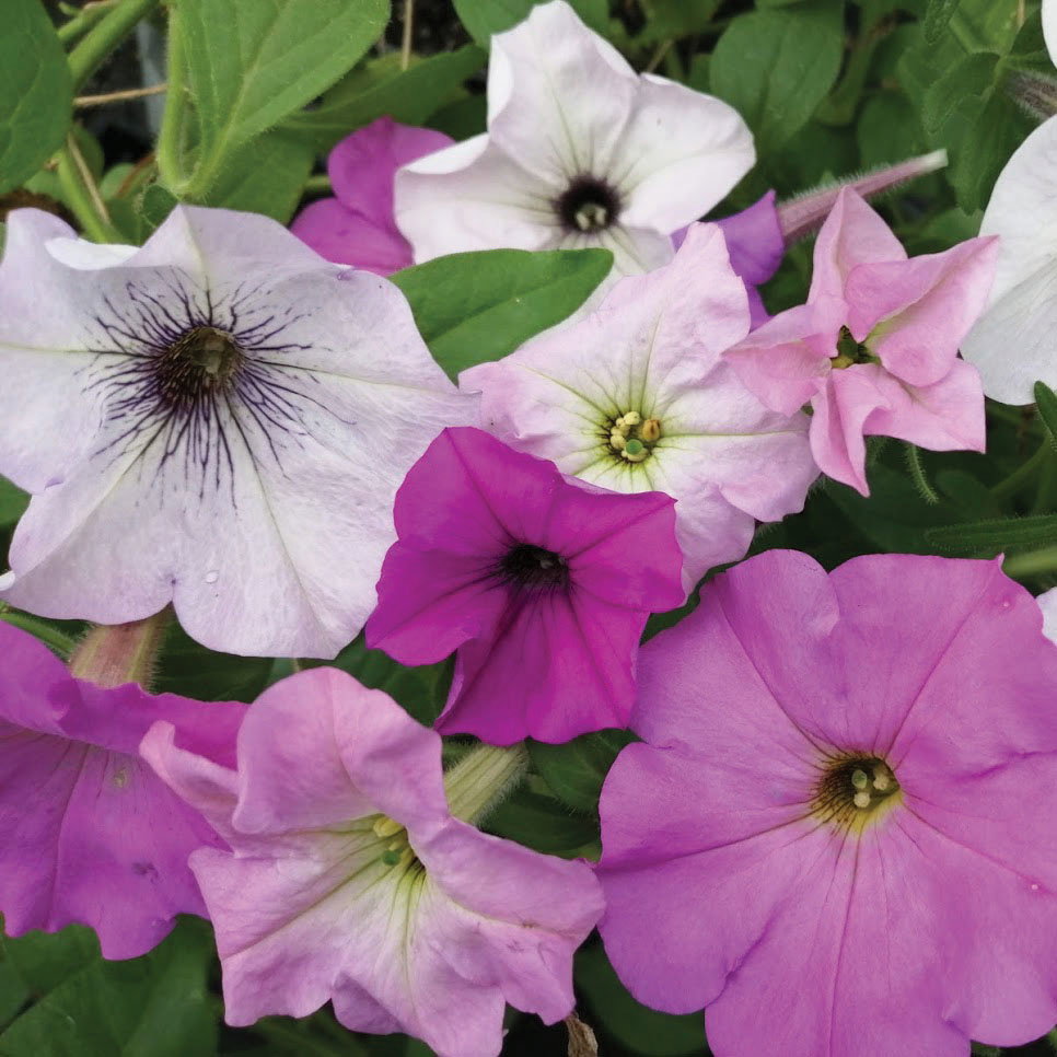 Petunia Hyb Mix