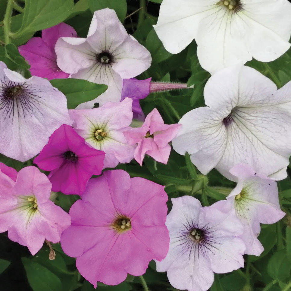 Petunia Hyb Mix