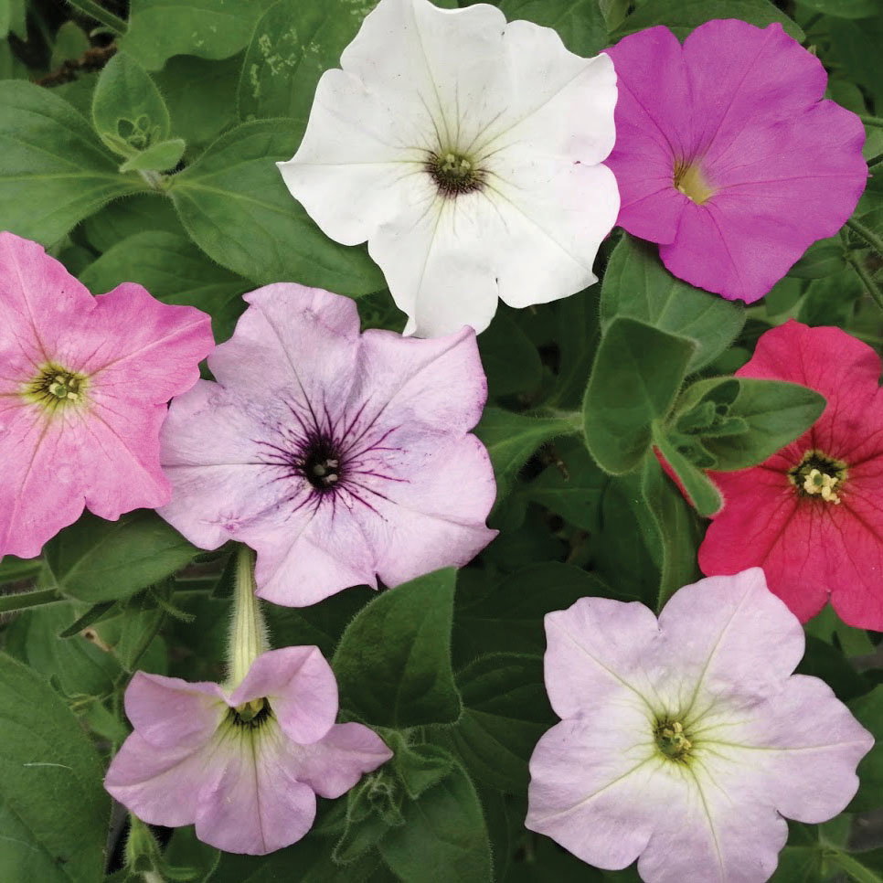 Petunia Hyb Mix