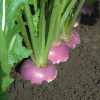 Turnip F1 Falko Vtu60
