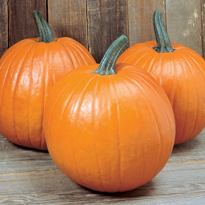 Punpkin F1 Magic Lantern Vsq50