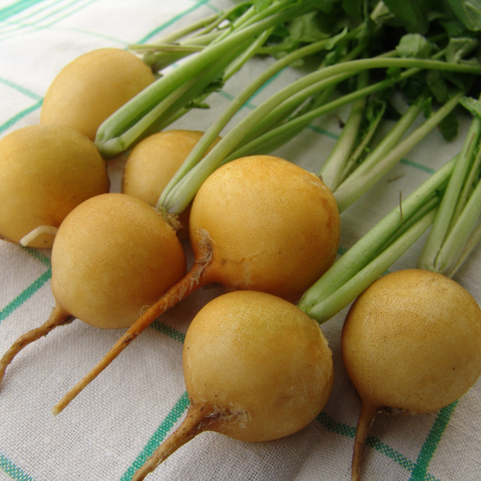 Radish Zlata Vra140