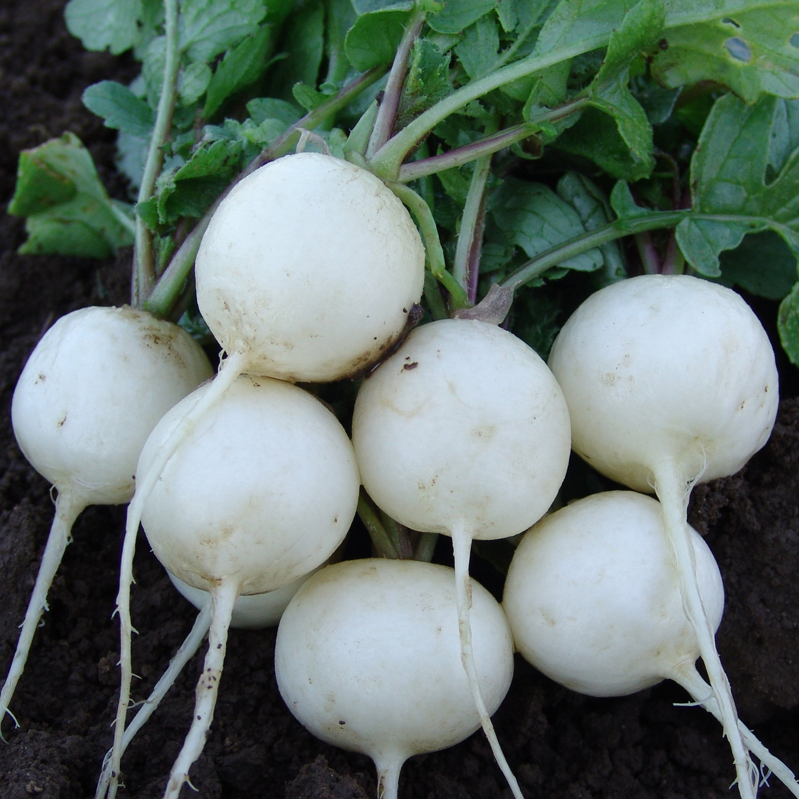 Radish Albena Vra135