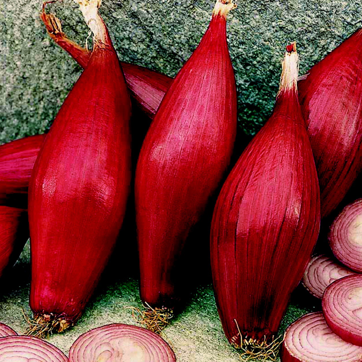 Onion Simane Von210