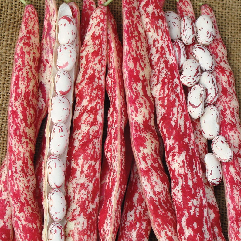 Dwf French Bean Borlotto Tinoretto Vdf86
