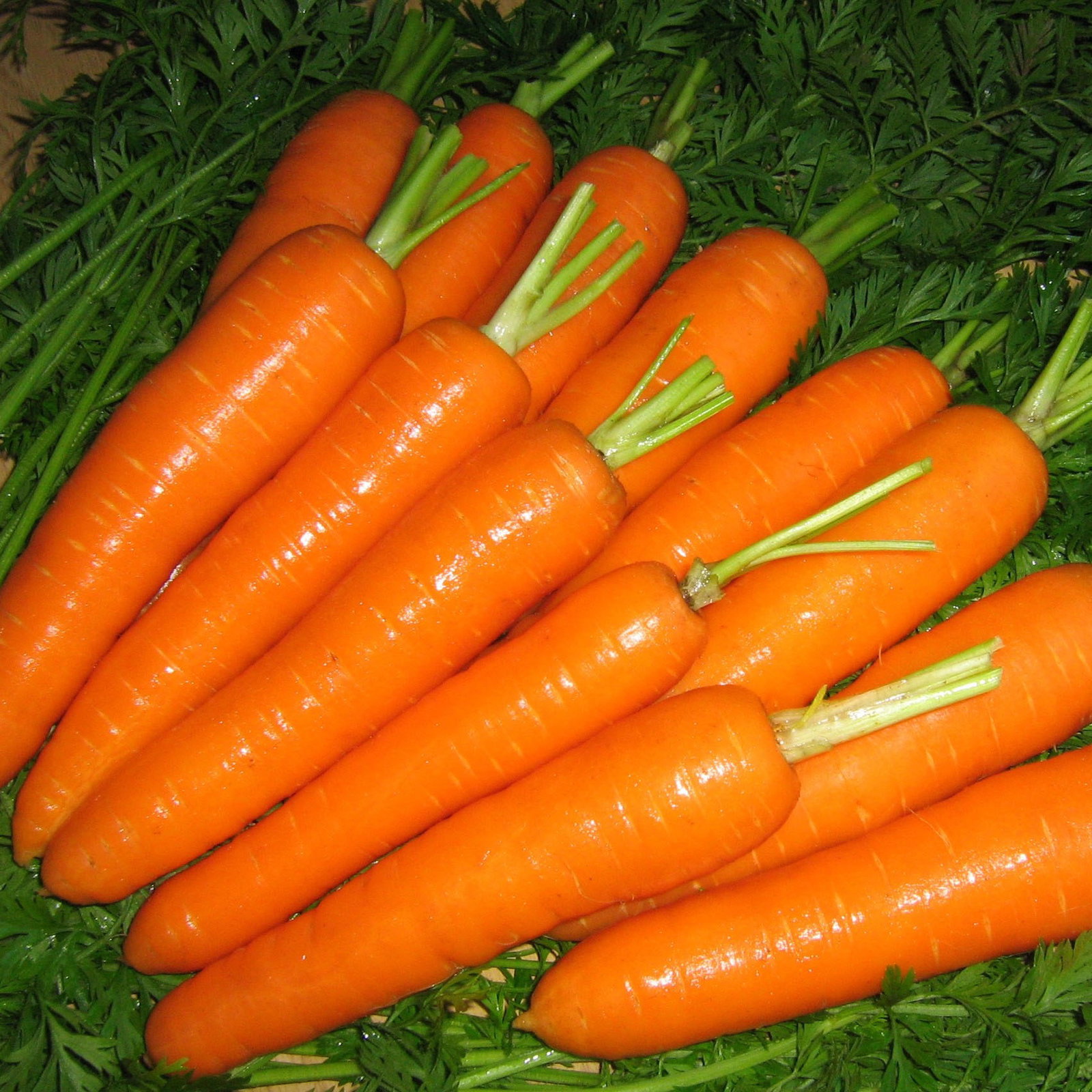 Carrot F1 Atillio Vca418