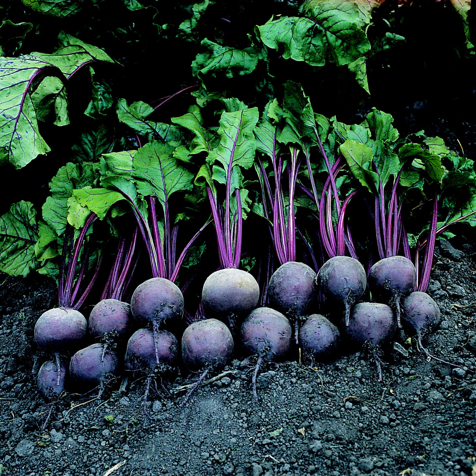 Beetroot Detroit 2 Crimson Globe Vbe40