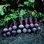 Beetroot Detroit 2 Crimson Globe Vbe40