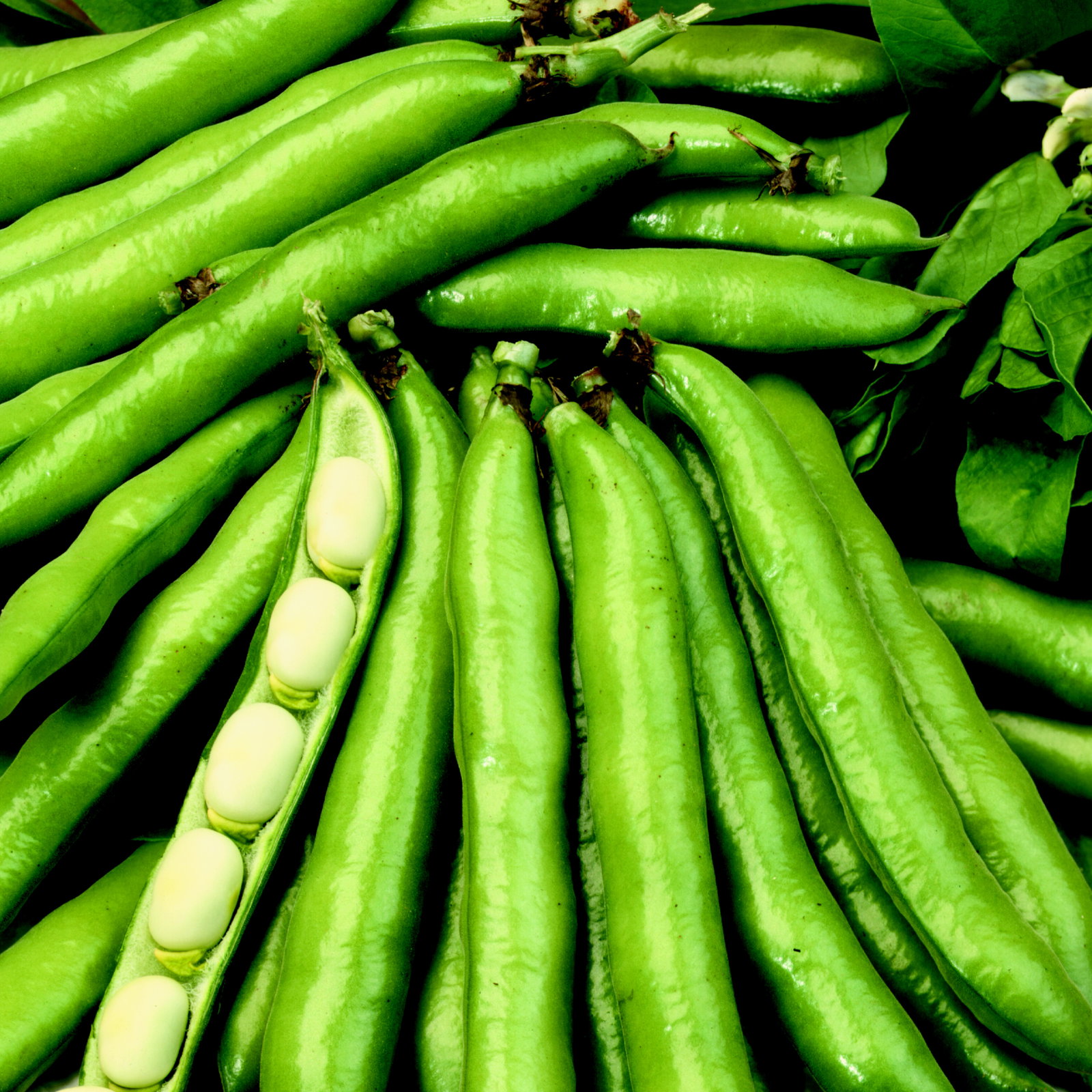Broad Bean Scorpio Vbb70