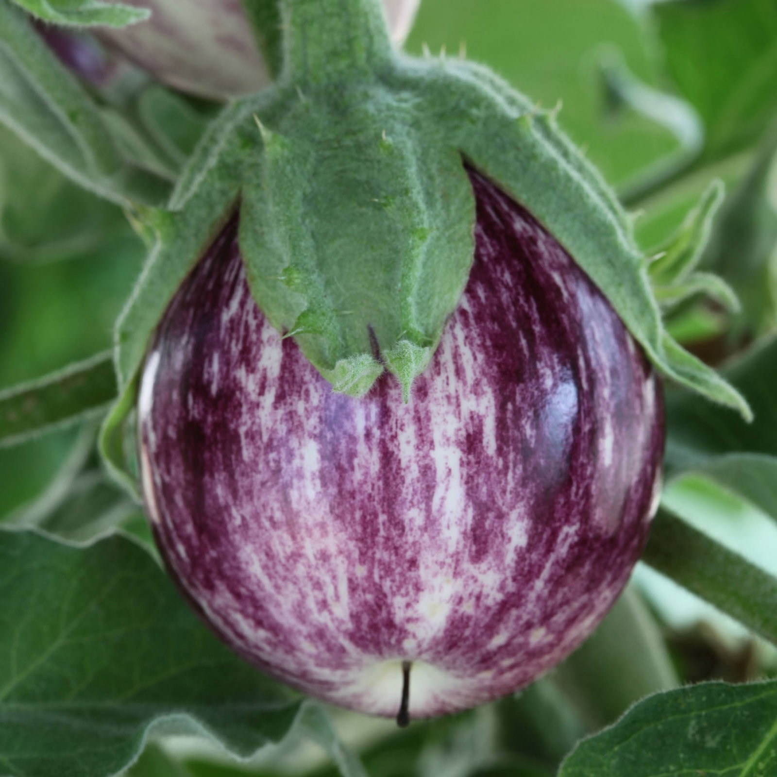 Aubergine F1 Pinstripe Vau50