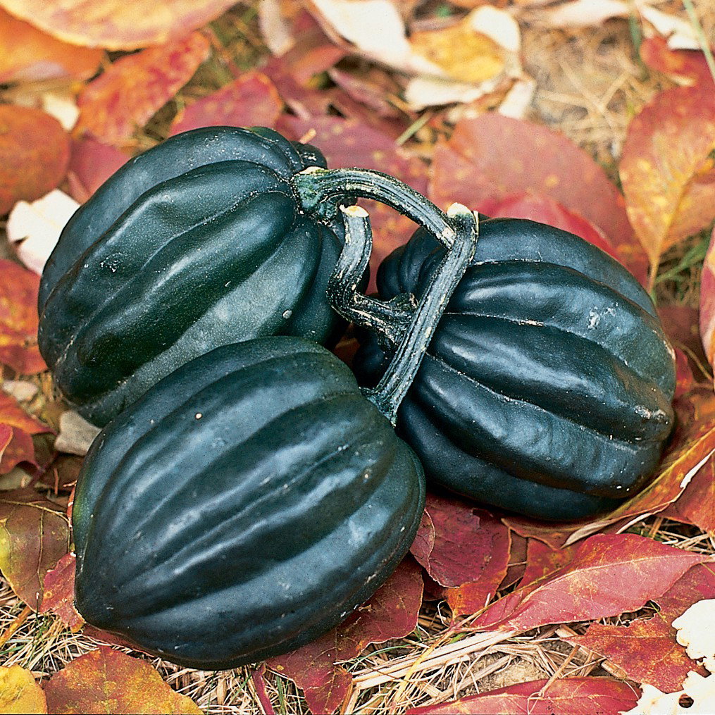 Winter Squash F1 Tuffy Vog652