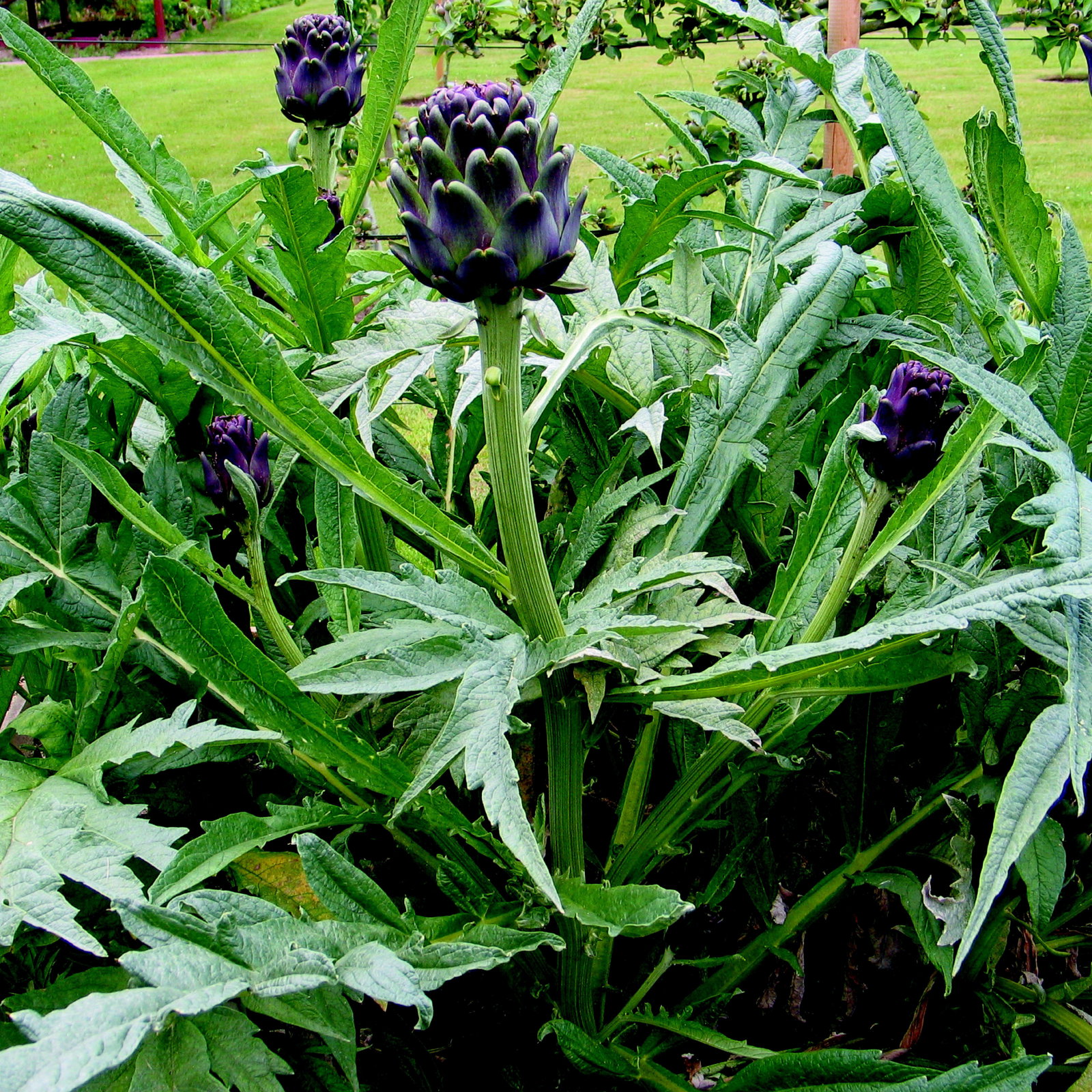 Artichoke Violet De Provence Var30