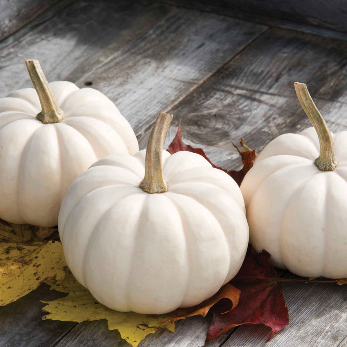 Pumpkin F1 Casperita Vsq23