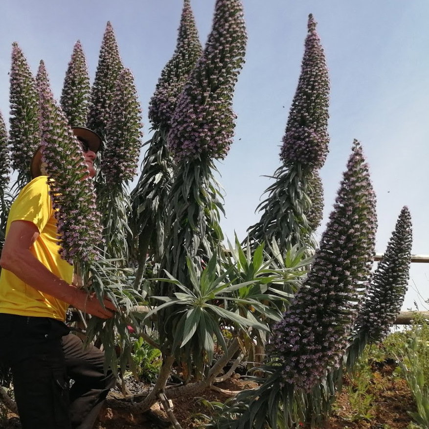Ech Hyb Purple Spires Ray