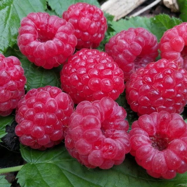 Raspberry 'Ruby Red' Seeds | Edible Berry Seeds | Plant World Seeds