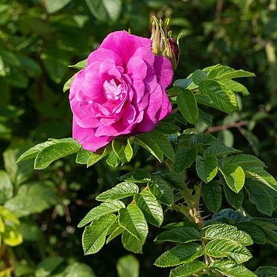 Rosa Rugosa Hansa