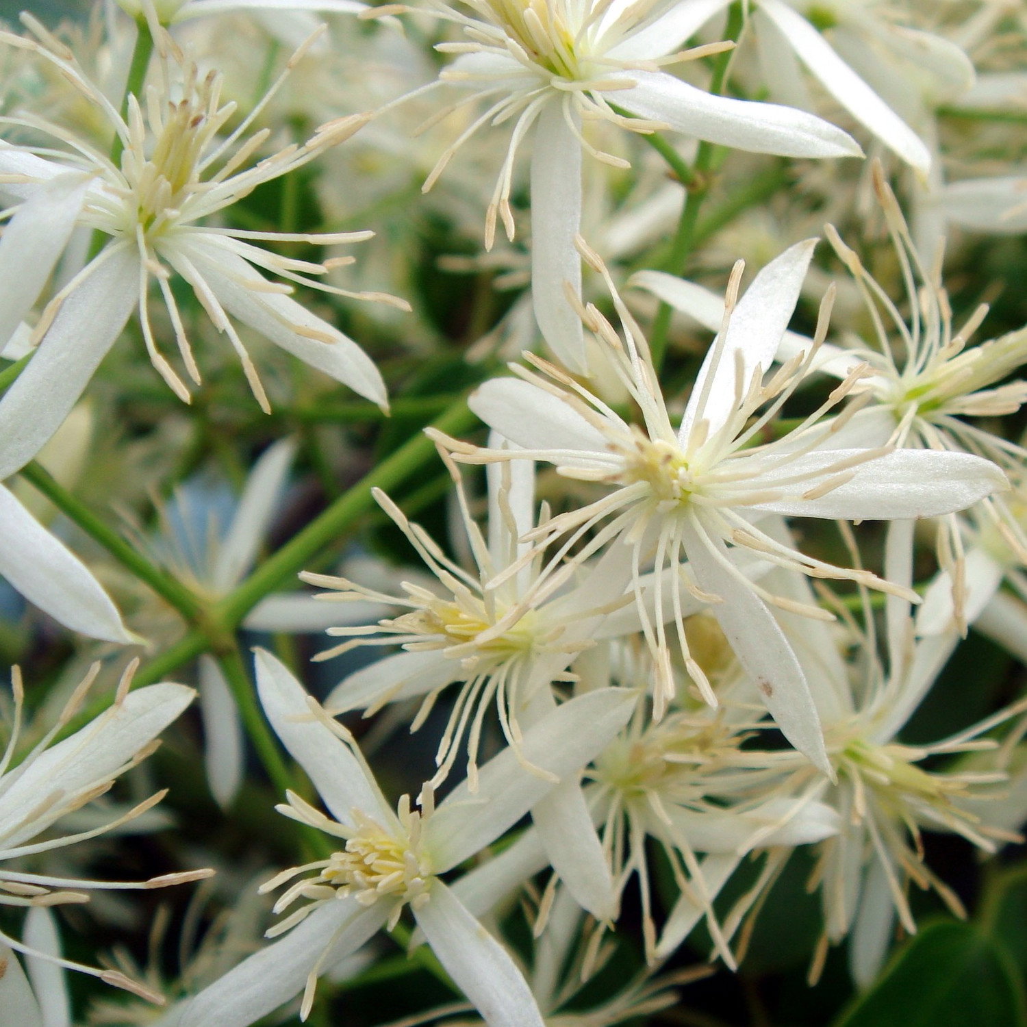 Clematis Uncinata