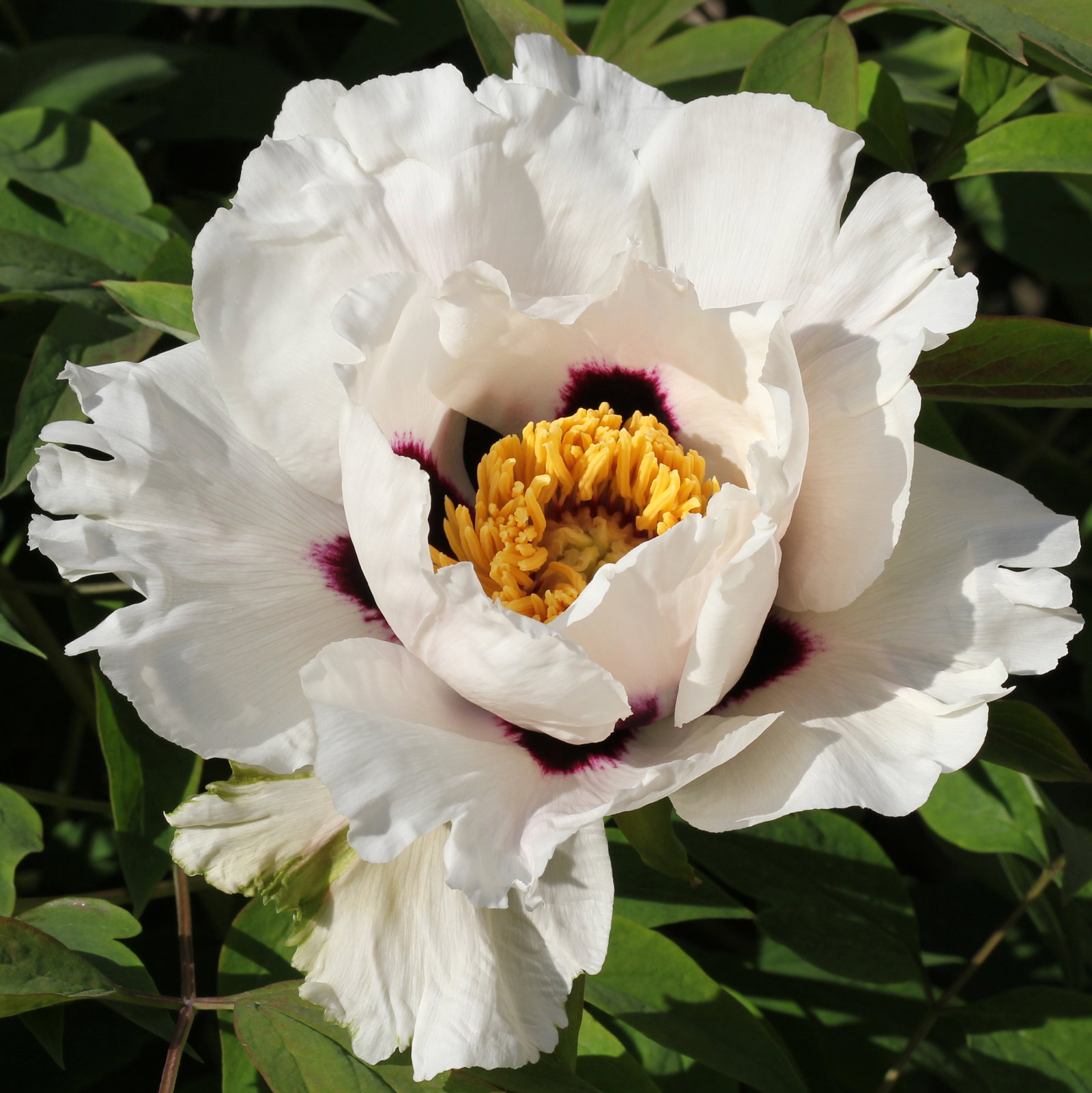 Paeonia Rockii