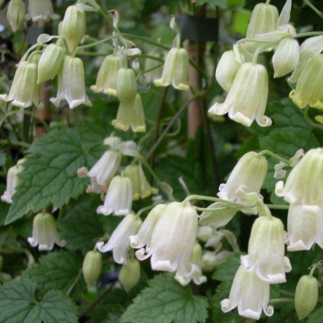 Clematis Rherdianan