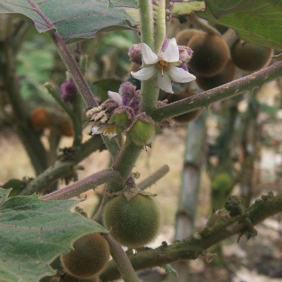Solanum Quitoense