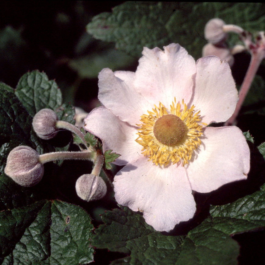 Anemone Tomentosum