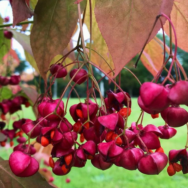 Euonymus Planipes
