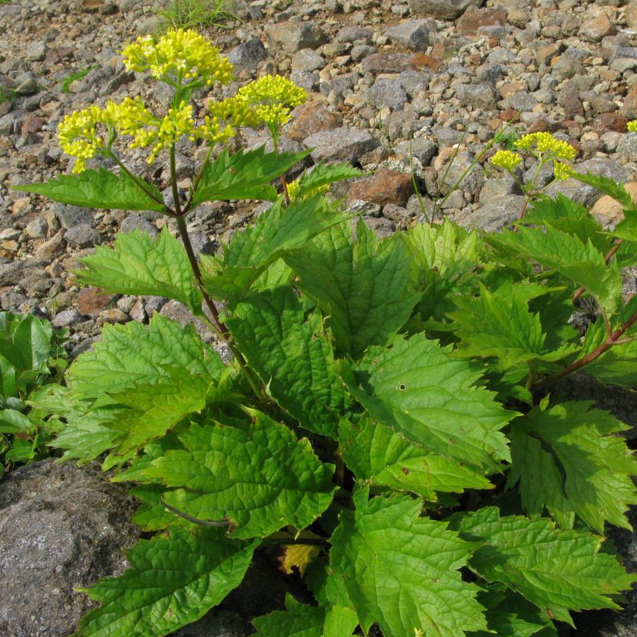 Patrinia Gibbosa