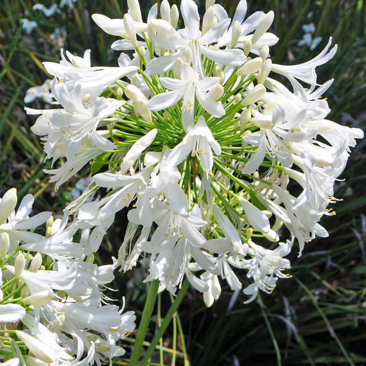 Agapanthus Praecox Alba