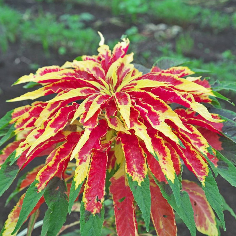 Amaranthus Tricolor