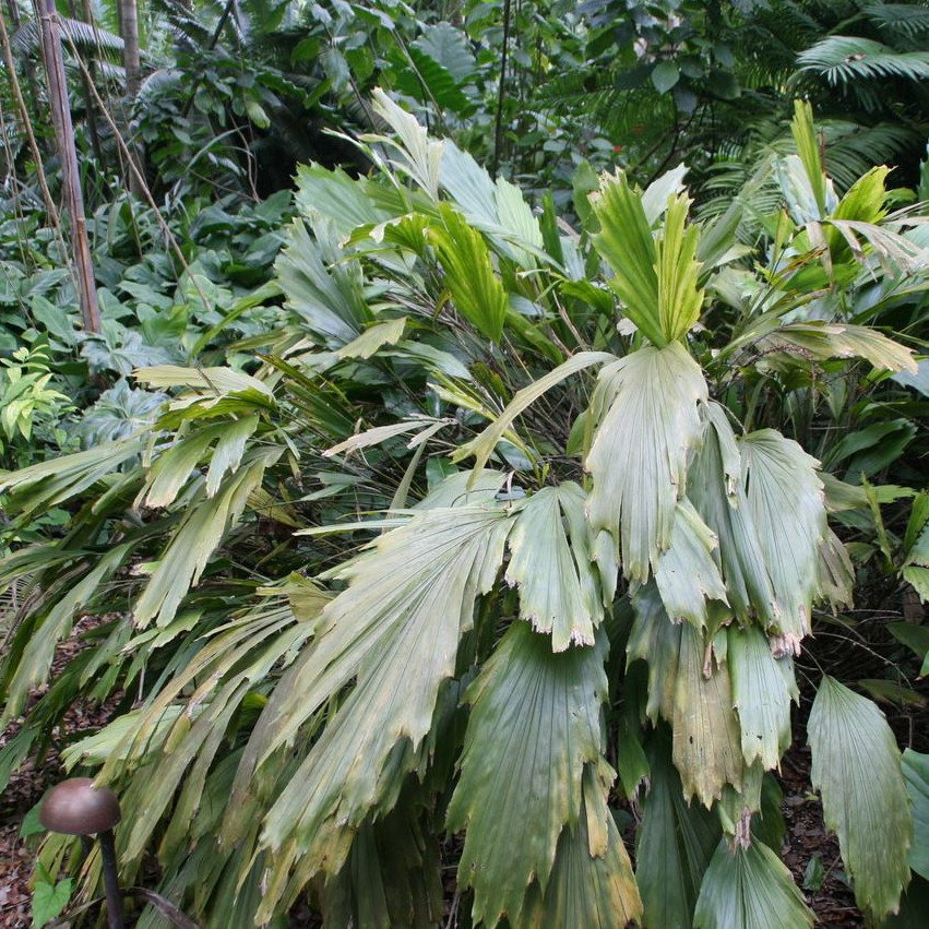 Arenga Caudata