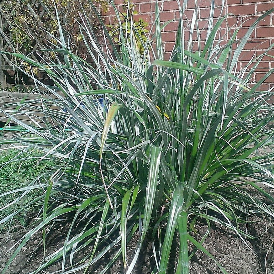 Astelia Banksii