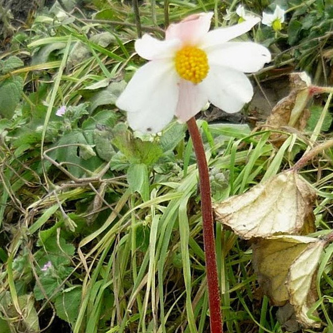 Begonia Aequatorialis