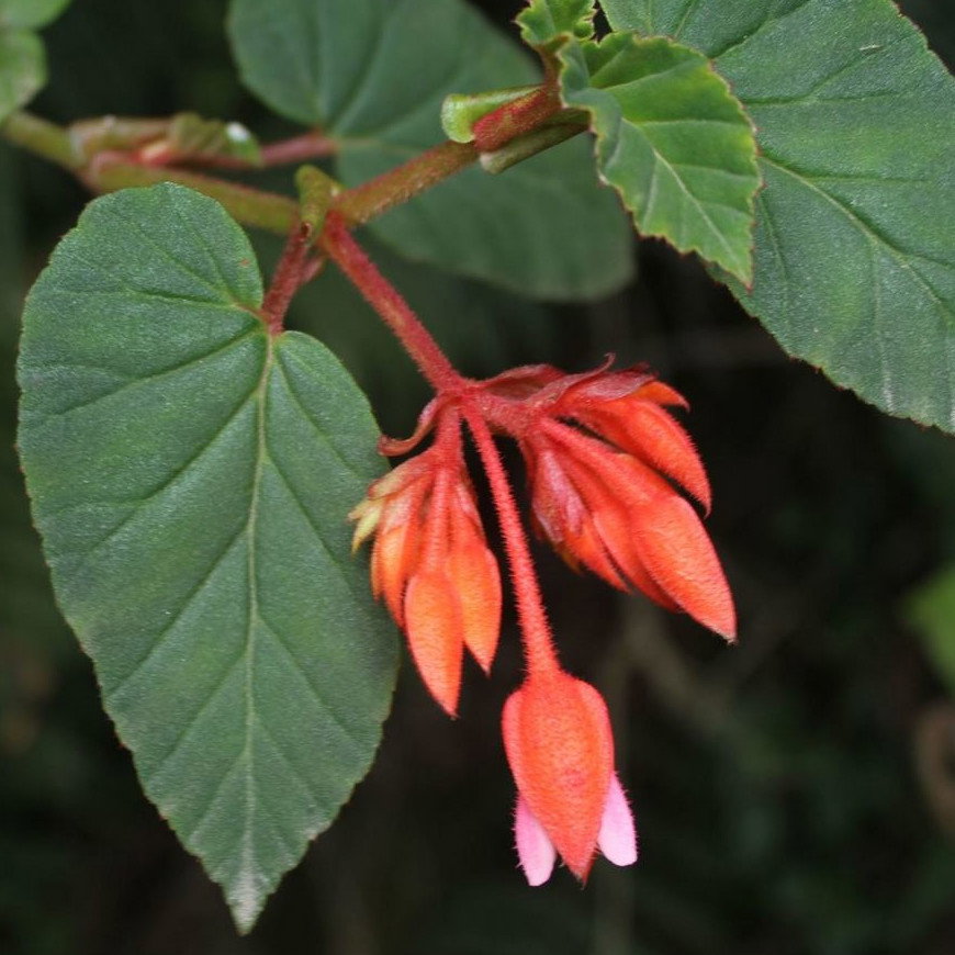 Begonia Ferruginea