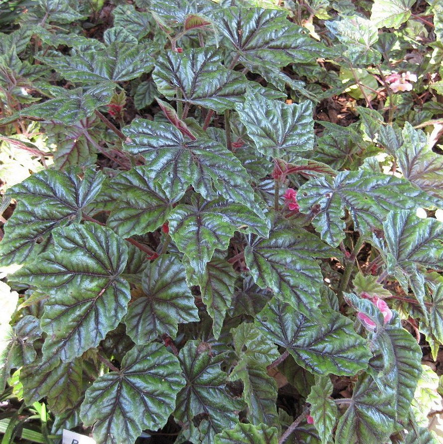 Begonia Incarnata